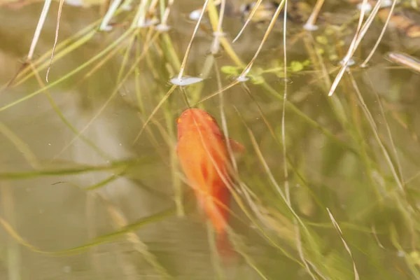 Carpa Koi Cyprinus Carpio Haematopterus Peixe Laranja Numa Lagoa — Fotografia de Stock