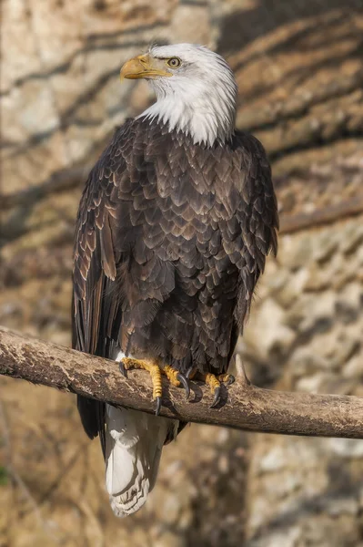 Portrait Haliaeetus Leucocephalus Bald Eagle Nice Background — Stock Photo, Image