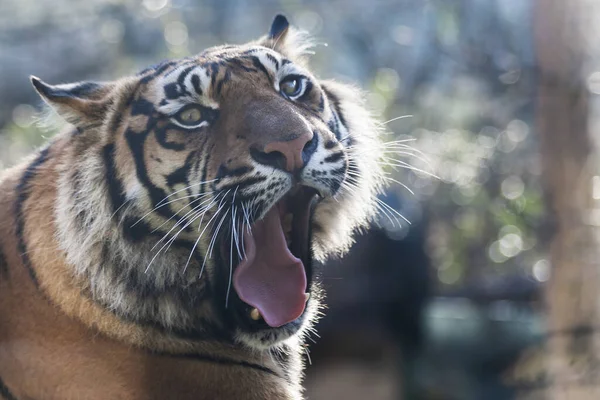 Retrato Panthera Tigris Que Tiene Boca Abierta Sobresale Por Lengua — Foto de Stock