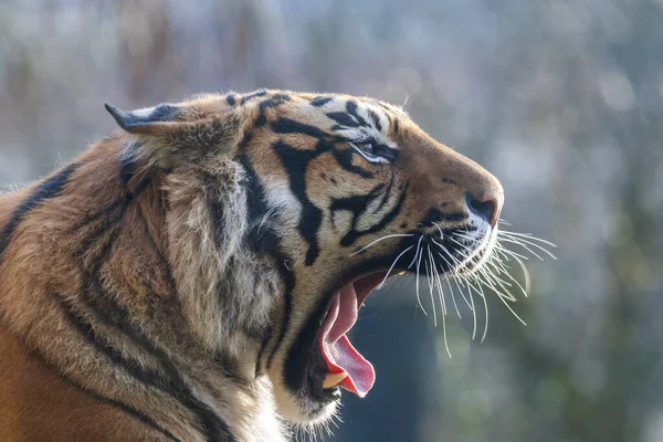 Panthera Tigris 'in portresi. Açık bir ağzı var ve dilini uzatıyor. Arka plan çok güzel..