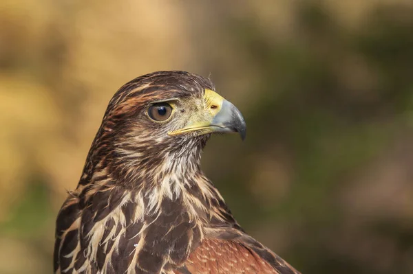 Portrait Young Bald Eagle Haliaeetus Leucocephalus — Stock Photo, Image