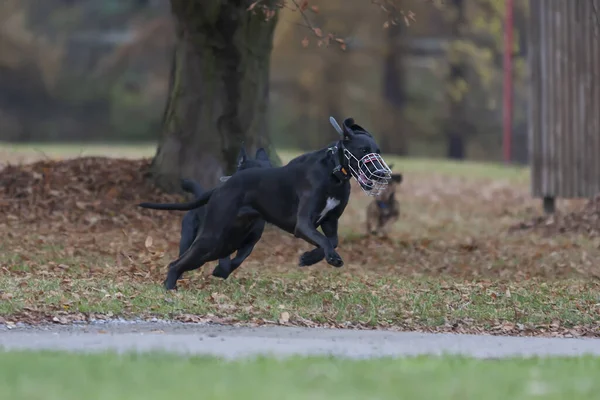Anjing Hitam Besar Berlari Dia Memiliki Keranjang Pelindung Hidung Dan — Stok Foto