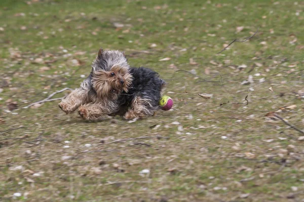 Yorkshire Terrier Holt Einen Ball Auf Einer Wiese Hervor — Stockfoto