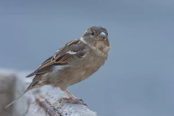 Moineau Des Champs Dans Une Ville Saute Sur Trottoir — Photo