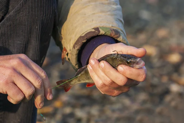 Fischerhände Stechen Lebende Köder Einen Raubfisch Fangen — Stockfoto