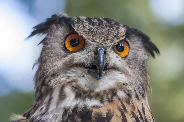 Uhu Bubo Bubo Große Eule Mit Braunem Waldhintergrund — Stockfoto