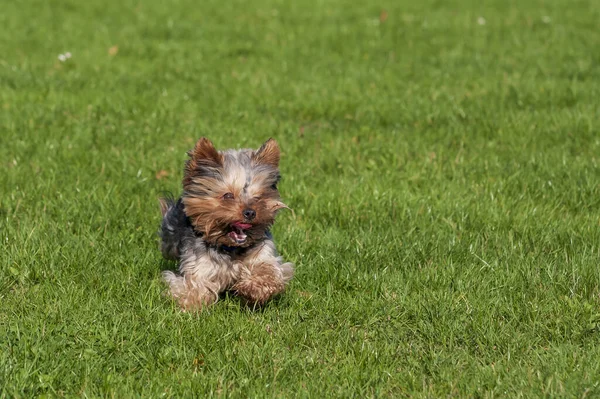 Little Yorkshire Terrier Berlari Melintasi Padang Rumput Dan Lidahnya Keluar — Stok Foto