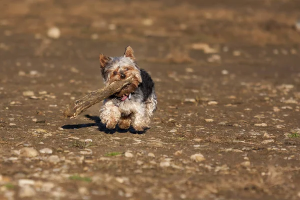 Small Yorkshire Terrier Berjalan Padang Rumput Dan Mengambil Tongkat Besar — Stok Foto