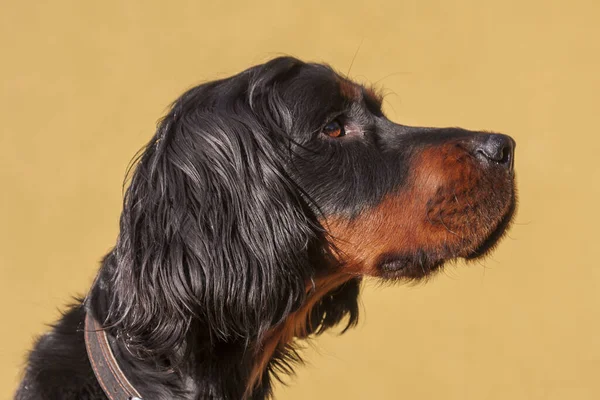 Gordonsetr - Gordon setter - sarı arka planda başı yandan