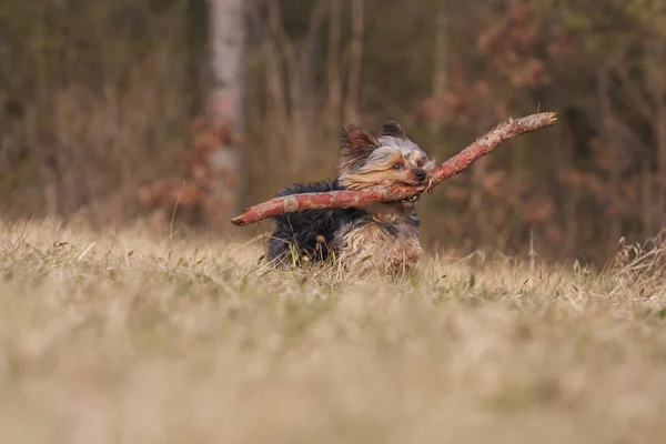 Small Yorkshire Terrier Walks Meadow Retrieves Large Stick — Stock Photo, Image