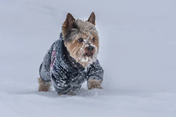 stock image Beautiful cheerful little hairy Yorkshire Terrier dog running in the snow wearing a sweater