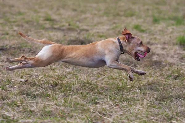 Brauner Hund Sprung Mit Offenem Maul Und Herausgestreckter Zunge — Stockfoto