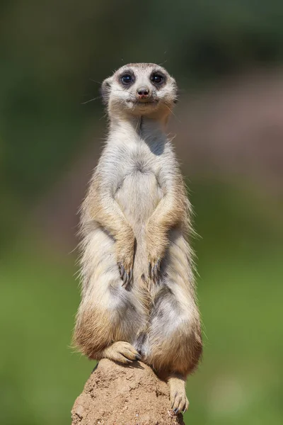 Meerkat Suricata Suricatta Standing Stone Guarding Surroundings Sunny Weather — Stock Photo, Image