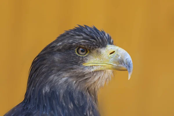 Retrato Joven Águila Calva Haliaeetus Leucocephalus — Foto de Stock