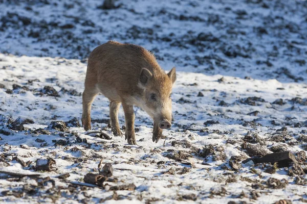 Junges Wildschwein Sus Scrofa Auf Einem Verschneiten Feld — Stockfoto