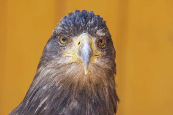 Retrato Joven Águila Calva Haliaeetus Leucocephalus — Foto de Stock