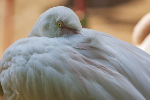 Gyönyörű Közeli Portré Greater Flamingo Phoenicopteriformes Szép Háttérrel Bokeh — Stock Fotó