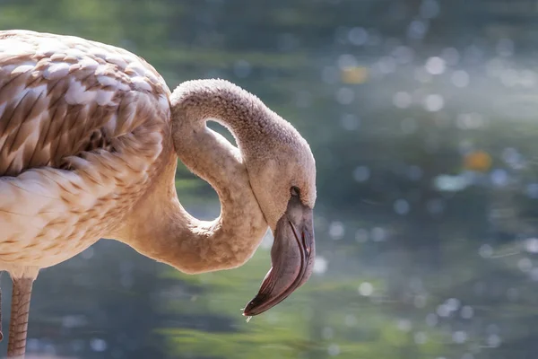 Gyönyörű Közeli Portré Greater Flamingo Phoenicopteriformes Szép Háttérrel Bokeh — Stock Fotó