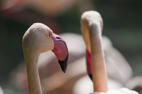 Flamingók Phoenicopteriformes Csoportjuk Természetes Élőhelyen — Stock Fotó