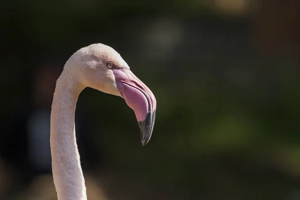 Beautiful Close Portrait Greater Flamingo Phoenicopteriformes Nice Background Bokeh — Stock Photo, Image