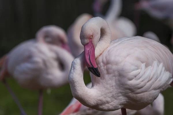 Flamingók Phoenicopteriformes Csoportjuk Természetes Élőhelyen — Stock Fotó