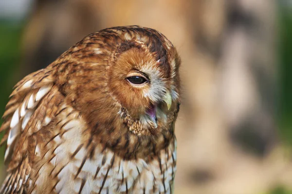 Eurazjatycki Orzeł Sowa Bubo Bubo Duża Sowa Brązowym Tle Lasu — Zdjęcie stockowe