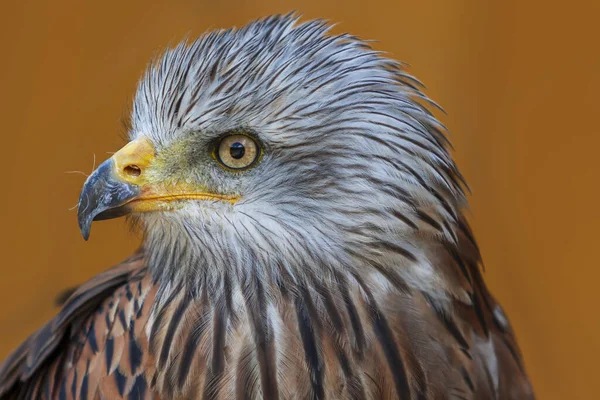 Red Kite Milvus Milvus Portrait Close Brown Background — Stock Photo, Image