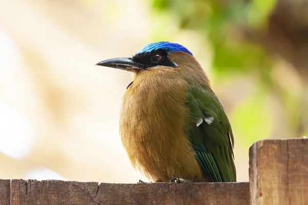 Alcedo Kingfisher Sentado Uma Cerca — Fotografia de Stock