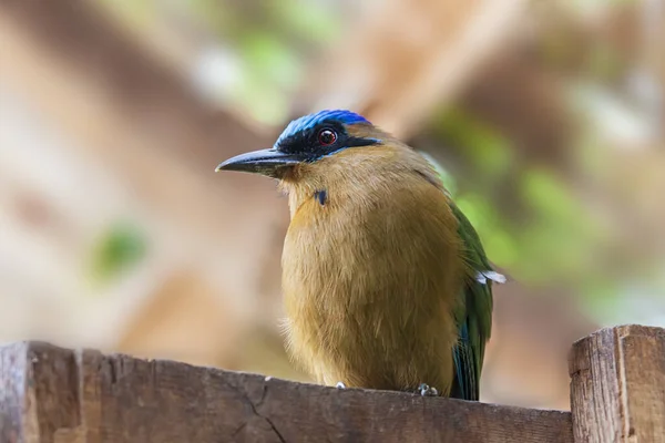 Alcedo Kingfisher Сидя Заборе — стоковое фото