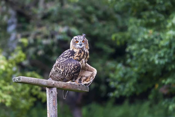Eurasian Eagle Owl Bubo Bubo Bufniță Mare Fundal Forestier Brun — Fotografie, imagine de stoc