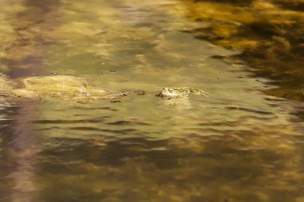 Bufo Bufo青蛙在水里 — 图库照片