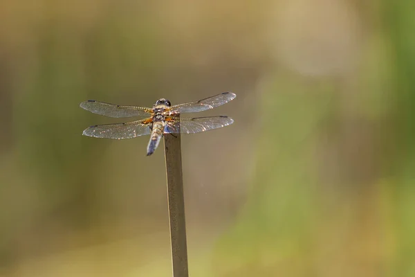 Anisoptera Dragonfly Sitting Blade Grass — Stock Photo, Image