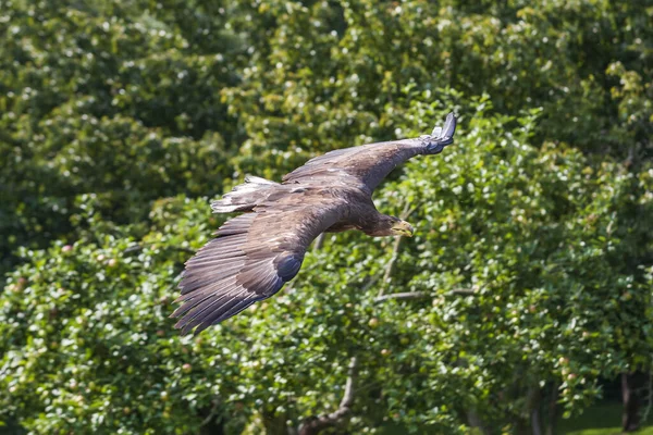 Ritratto Giovane Aquila Calva Haliaeetus Leucocephalus Con Bel Fondo Verde — Foto Stock