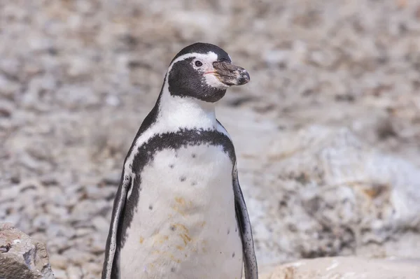 Sphenisciformes Pinguim Retrato Perto Com Fundo Rocha Cinza — Fotografia de Stock