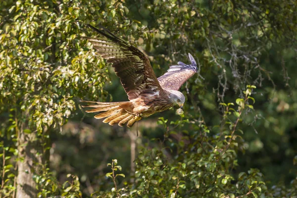 Sea Eagle Haliaeetus Albicilla Flying Low Ground Green Light Background — Stock Photo, Image