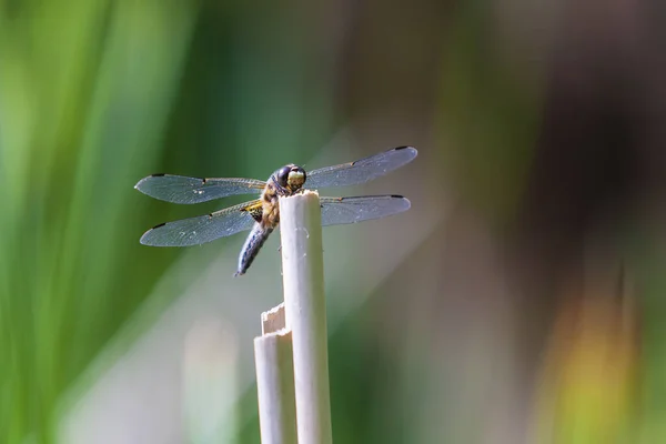 Anisoptera Libelulă Așezată Lamă Iarbă — Fotografie, imagine de stoc