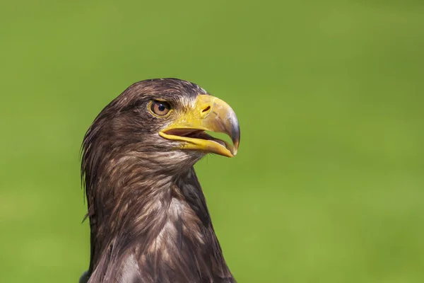 Portrét Mladého Orla Bělohlavého Haliaeetus Leucocephalus Pěkným Zeleným Pozadím — Stock fotografie