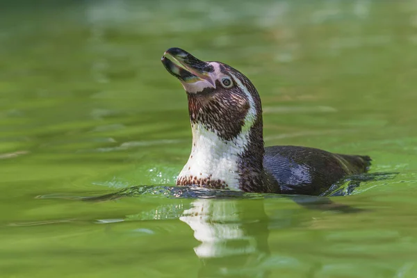 Sphenisciformes Penguin Nada Agua Fondo Verde Con Bonito Bokeh —  Fotos de Stock