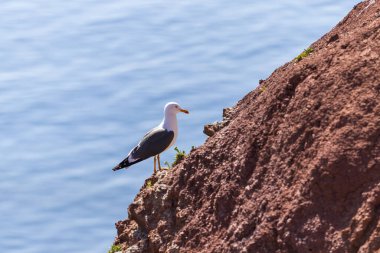Martı yabanda Helgoland adasında Kuzey Denizi 'nde, Takımada Almanya' da