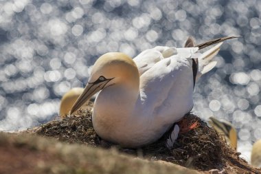 Kuzey sümsük kuşları, Almanya 'nın Kuzey Denizi' ndeki Heligoland, Archipelago adalarında