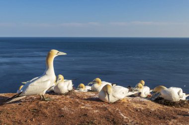 Kuzey sümsük kuşlarının yuvalandığı kuzey sümsük kuşları Almanya 'da Kuzey Denizi' ndeki Helgoland adasında yamaçlarda.