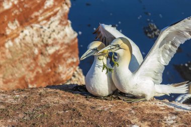 Güzel sarı deniz kuşları kuzey sümsük kuşları Almanya 'da Kuzey Denizi' nde Helgoland adasında kayalıklarda yuva yapıyorlar.