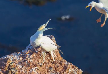 Kuzey sümsük kuşları, Almanya 'nın Kuzey Denizi' ndeki Heligoland, Archipelago adalarında