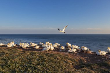 Kuzey sümsük kuşlarının yuvalandığı kuzey sümsük kuşları Almanya 'da Kuzey Denizi' ndeki Helgoland adasında yamaçlarda.