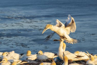 Kuzey sümsük kuşlarının yuvalandığı kuzey sümsük kuşları Almanya 'da Kuzey Denizi' ndeki Helgoland adasında yamaçlarda.
