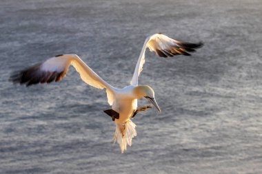 Kuzey sümsük kuşları Almanya 'nın Kuzey Denizi' ndeki Helgoland adasında zarifçe uçuyor.