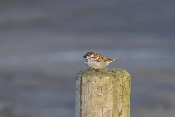 Passero Grigio Seduto Tavola Legno Sull Isola Helgoland Sul Mare — Foto Stock