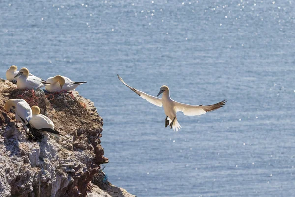 Schöne Gelbe Seevögel Kliff Auf Der Nordseeinsel Helgoland Deutschland — Stockfoto