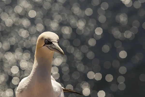 Beaux Oiseaux Mer Nord Gannet Dans Nature Sur Île Helgoland — Photo