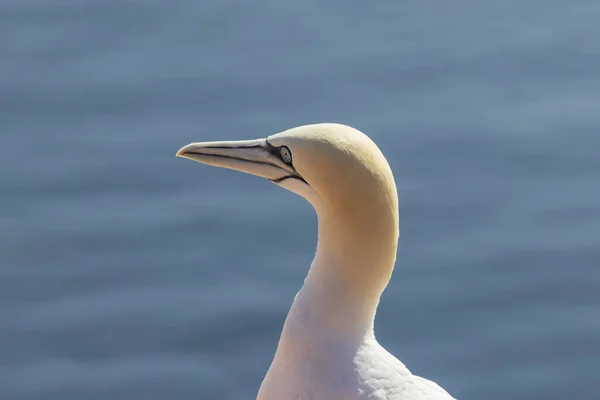 Beaux Oiseaux Mer Nord Gannet Dans Nature Sur Île Helgoland — Photo